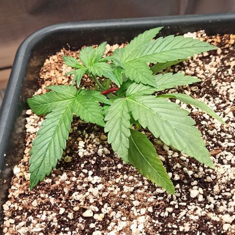 RQS Northern Light auto growlog timeline photo