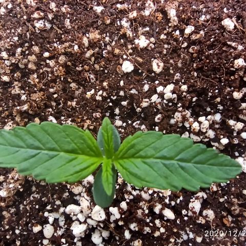 RQS Northern Light auto growlog timeline photo