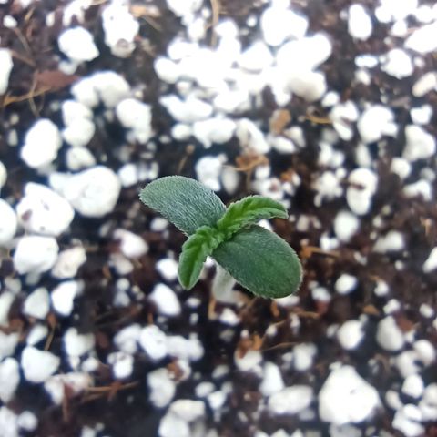RQS Northern Light auto growlog timeline photo