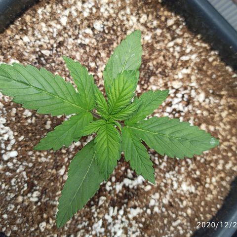 RQS Northern Light auto growlog timeline photo