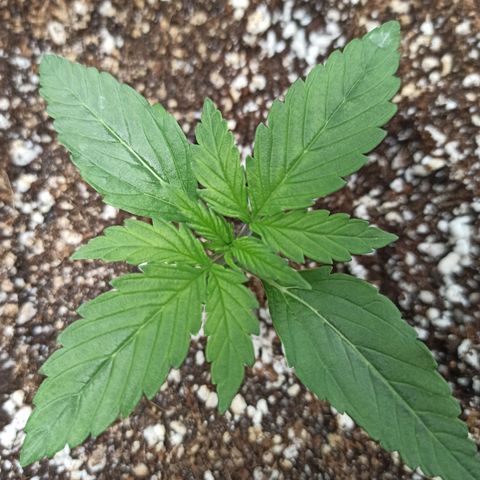 RQS Northern Light auto growlog timeline photo
