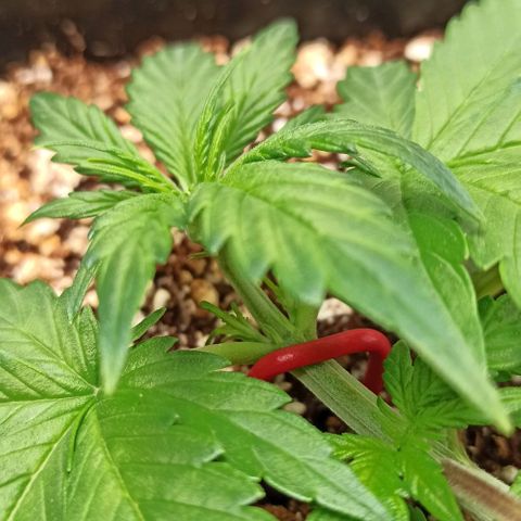 RQS Northern Light auto growlog timeline photo
