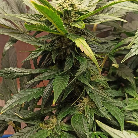 RQS Northern Light auto growlog timeline photo