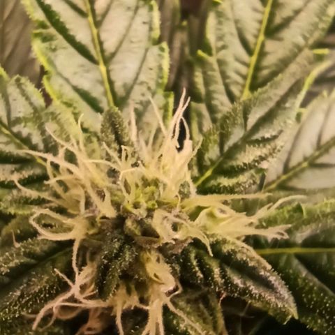 RQS Northern Light auto growlog timeline photo
