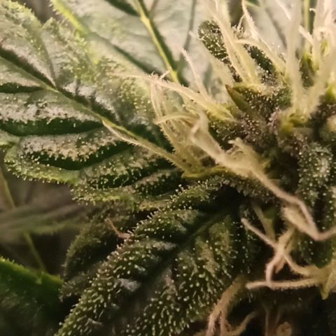 RQS Northern Light auto growlog timeline photo
