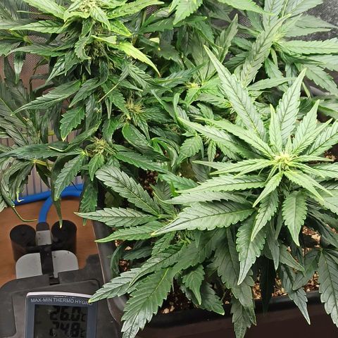 RQS Northern Light auto growlog timeline photo