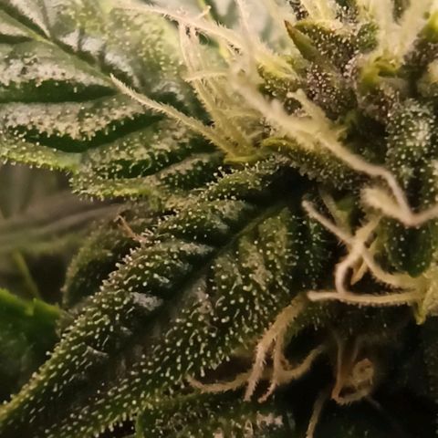 RQS Northern Light auto growlog timeline photo