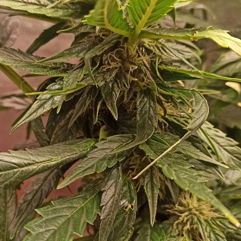 RQS Northern Light auto growlog timeline photo