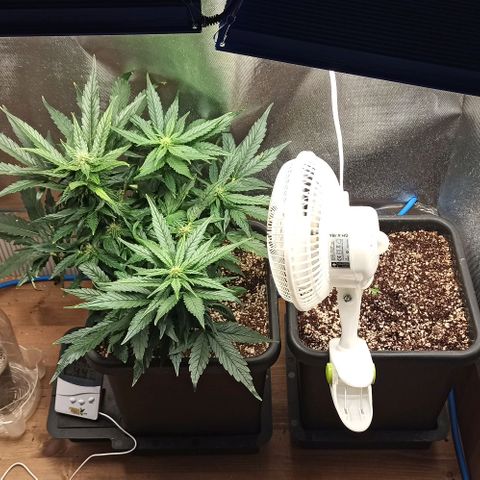 RQS Northern Light auto growlog timeline photo