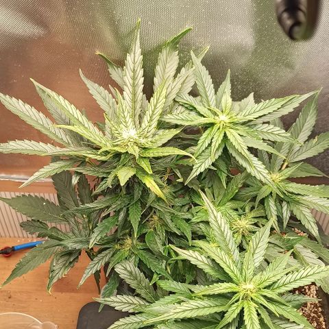 RQS Northern Light auto growlog timeline photo