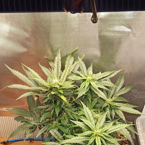 RQS Northern Light auto growlog timeline photo