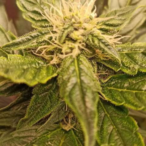 RQS Northern Light auto growlog timeline photo