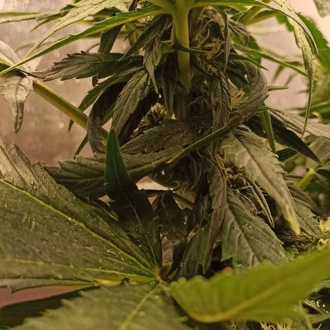 RQS Northern Light auto growlog timeline photo