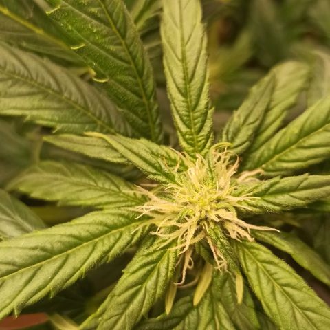 RQS Northern Light auto growlog timeline photo