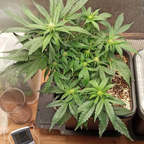 RQS Northern Light auto growlog timeline photo