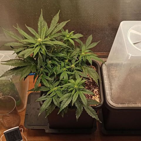 RQS Northern Light auto growlog timeline photo