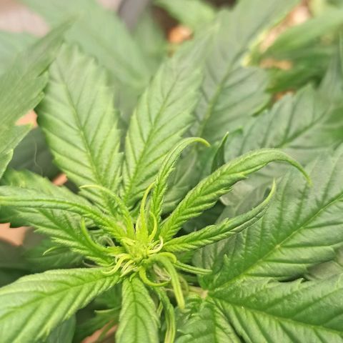 RQS Northern Light auto growlog timeline photo