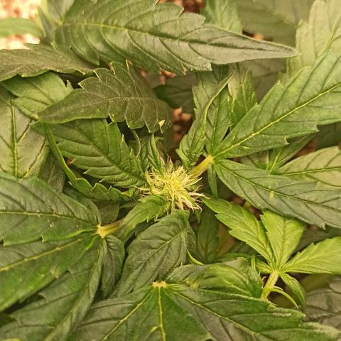 RQS Northern Light auto growlog timeline photo