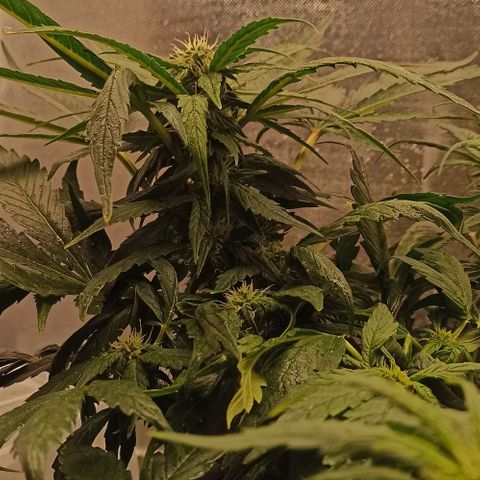 RQS Northern Light auto growlog timeline photo
