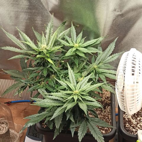 RQS Northern Light auto growlog timeline photo