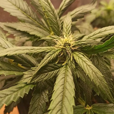 RQS Northern Light auto growlog timeline photo