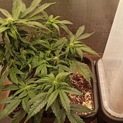 RQS Northern Light auto growlog timeline photo