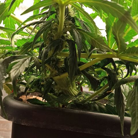 RQS Northern Light auto growlog timeline photo