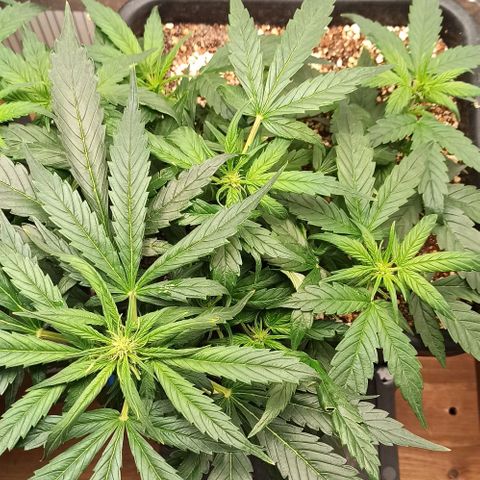 RQS Northern Light auto growlog timeline photo