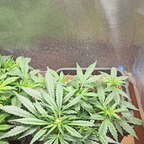 RQS Northern Light auto growlog timeline photo