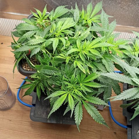RQS Northern Light auto growlog timeline photo