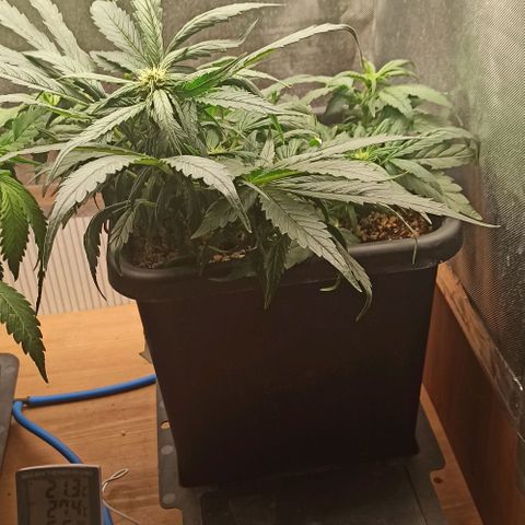 RQS Northern Light auto growlog timeline photo