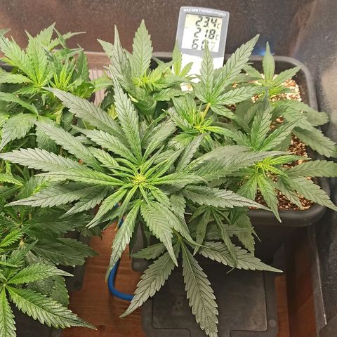 RQS Northern Light auto growlog timeline photo