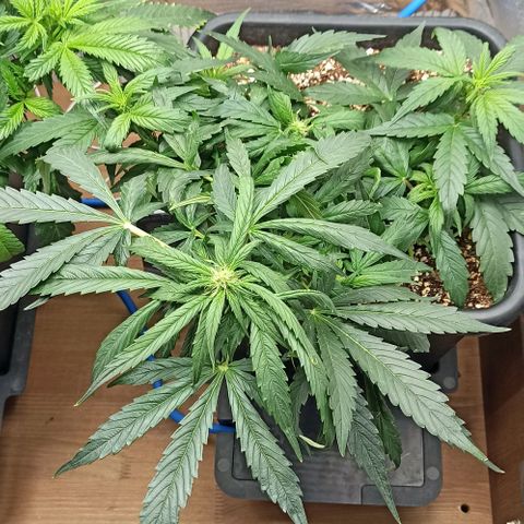 RQS Northern Light auto growlog timeline photo