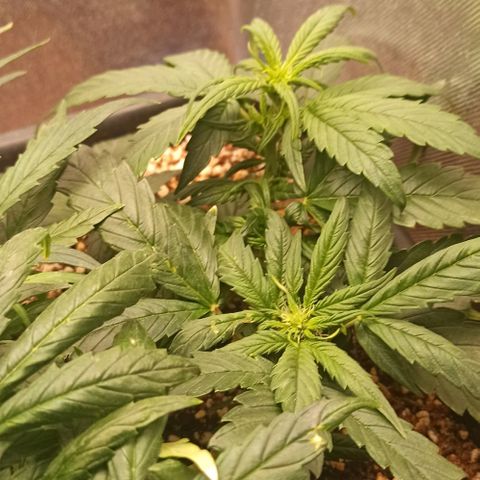 RQS Northern Light auto growlog timeline photo