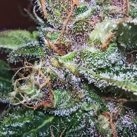 RQS Northern Light auto growlog photo: Shes almost done. A week more I think. Alk Tris are Cloudy. I spotted only a few ambers today. 
Any guesses for estimated harvest are welcome