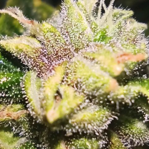 RQS Northern Light auto growlog photo: Shes almost done. A week more I think. Alk Tris are Cloudy. I spotted only a few ambers today. 
Any guesses for estimated harvest are welcome