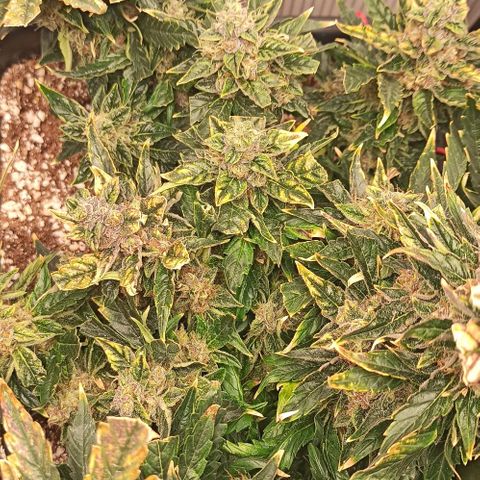 RQS Northern Light auto growlog photo: Shes almost done. A week more I think. Alk Tris are Cloudy. I spotted only a few ambers today. 
Any guesses for estimated harvest are welcome