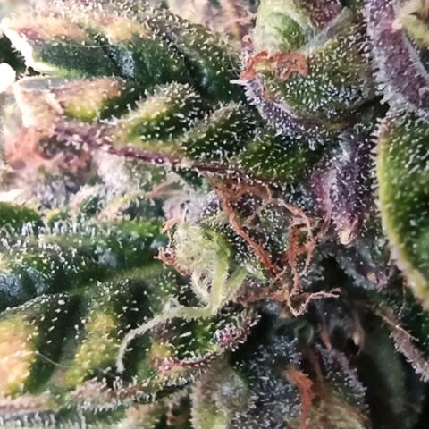 RQS Northern Light auto growlog photo: Shes almost done. A week more I think. Alk Tris are Cloudy. I spotted only a few ambers today. 
Any guesses for estimated harvest are welcome