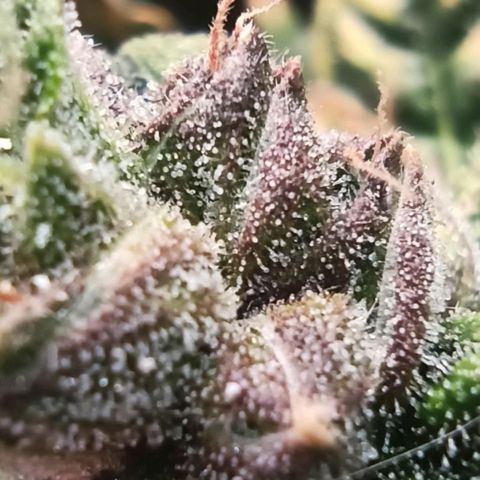RQS Northern Light auto growlog photo: Shes almost done. A week more I think. Alk Tris are Cloudy. I spotted only a few ambers today. 
Any guesses for estimated harvest are welcome