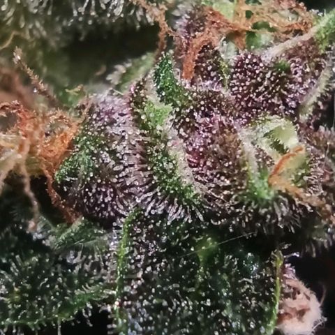 RQS Northern Light auto growlog photo: Shes almost done. A week more I think. Alk Tris are Cloudy. I spotted only a few ambers today. 
Any guesses for estimated harvest are welcome