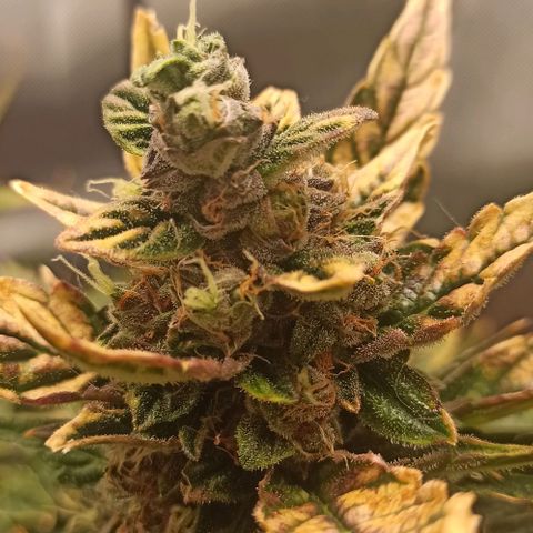 RQS Northern Light auto growlog photo: Shes almost done. A week more I think. Alk Tris are Cloudy. I spotted only a few ambers today. 
Any guesses for estimated harvest are welcome
