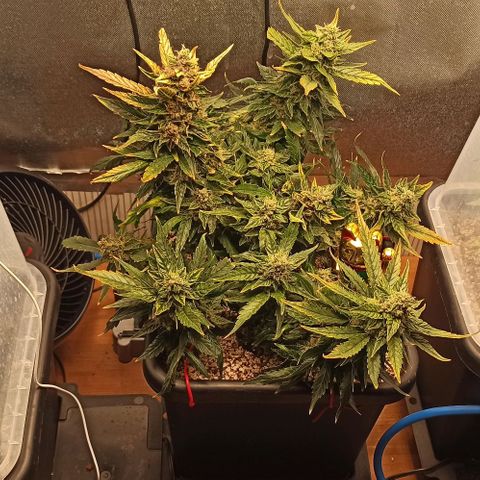 RQS Northern Light auto growlog photo: Shes almost done. A week more I think. Alk Tris are Cloudy. I spotted only a few ambers today. 
Any guesses for estimated harvest are welcome