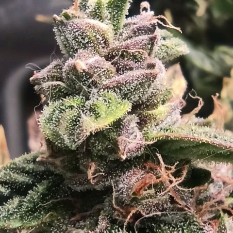 RQS Northern Light auto growlog photo: Shes almost done. A week more I think. Alk Tris are Cloudy. I spotted only a few ambers today. 
Any guesses for estimated harvest are welcome