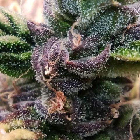RQS Northern Light auto growlog photo: Shes almost done. A week more I think. Alk Tris are Cloudy. I spotted only a few ambers today. 
Any guesses for estimated harvest are welcome