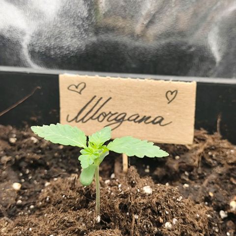 Morgana&Diana growlog timeline photo