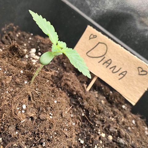 Morgana&Diana growlog timeline photo