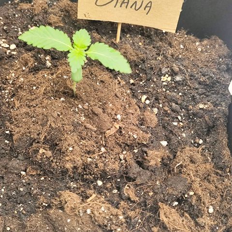Morgana&Diana growlog timeline photo