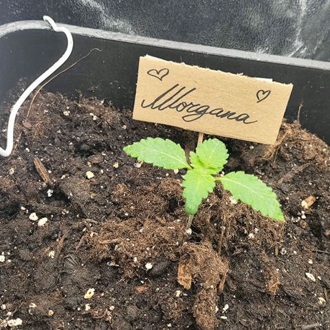Morgana&Diana growlog timeline photo