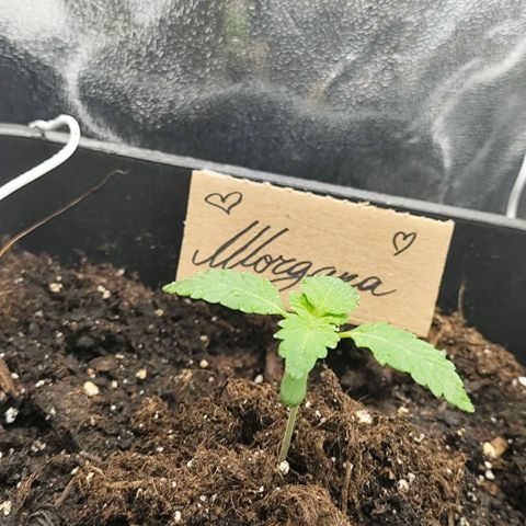 Morgana&Diana growlog timeline photo