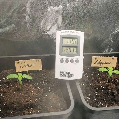 Morgana&Diana growlog timeline photo